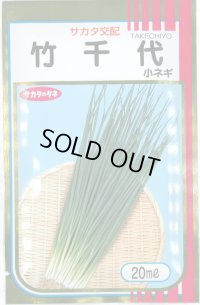 送料無料　[ねぎ]　竹千代　20ml　（株）サカタのタネ