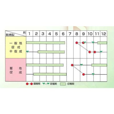 画像4: 送料無料 [トマト/大玉トマト] ハウスパルト 1000粒（10%増量） (株)サカタのタネ