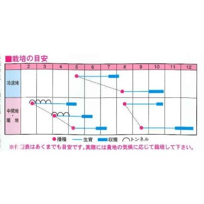 画像2: 送料無料　[大根]　紅岬　3ml　渡辺農事（株）