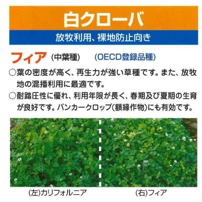 画像2: [緑肥]　しろクローバ　フィア　500g　カネコ種苗(株）