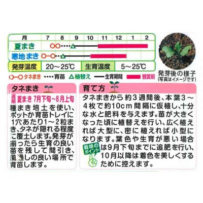 画像2: 送料無料　花の種　葉牡丹　くじゃく混合　0.5ml　タキイ種苗(株)NL300