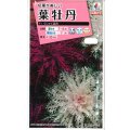 送料無料　花の種　葉牡丹　くじゃく混合　0.5ml　タキイ種苗(株)NL300