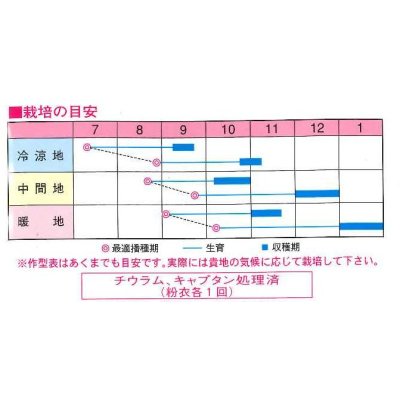 画像2: 送料無料　大根　さとみ大根　1000粒　渡辺農事（株）