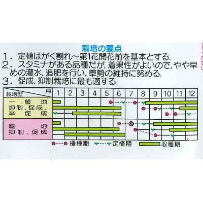 画像4: [トマト/大玉トマト]　麗旬　　100粒　サカタ交配