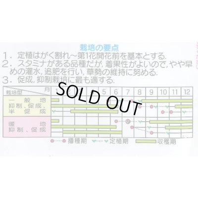 画像4: 送料無料　[トマト/大玉トマト]　麗旬　1000粒（10%増量）　(株)サカタのタネ