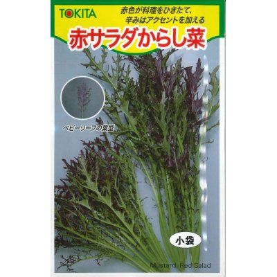 画像1: [葉物]　赤サラダからし菜　10ml　トキタ種苗（株）