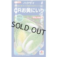 送料無料　[白菜]　CRお黄にいり　20ml　貴種(コートしてません)　タキイ種苗(株)