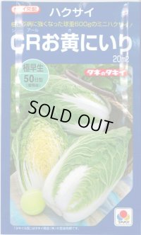 送料無料　[白菜]　CRお黄にいり　20ml　貴種(コートしてません)　タキイ種苗(株)