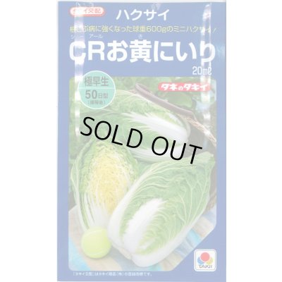 画像1: 送料無料　[白菜]　CRお黄にいり　20ml　貴種(コートしてません)　タキイ種苗(株)