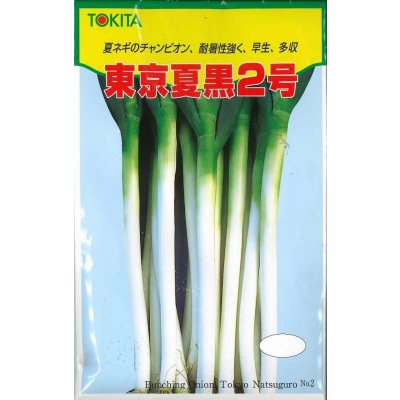 画像1: 送料無料　[ねぎ]　東京夏黒2号　20ml　トキタ種苗(株)