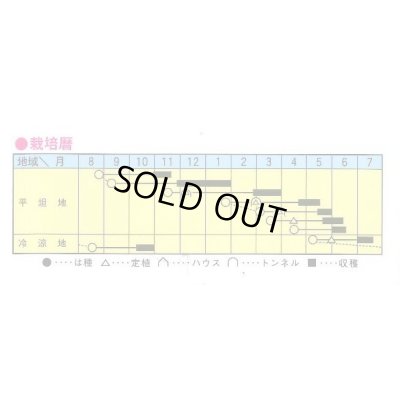 画像2: 送料無料　[白菜]　舞の海　2ml　トキタ種苗(株)