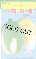 送料無料　[白菜]　舞の海　2ml　トキタ種苗(株)