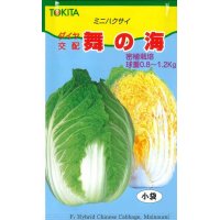 [白菜]　舞の海　2ml　　トキタ種苗（株）