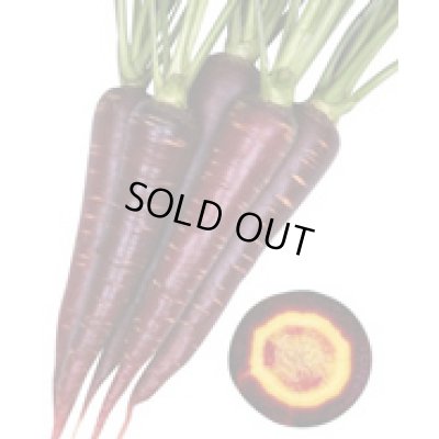 画像3: 送料無料　[人参]　バイオレットハーモニー　1000粒　丸種(株)