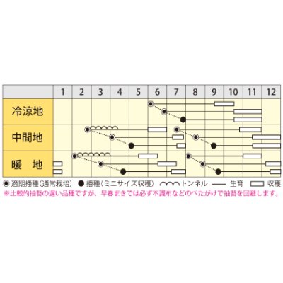 画像4: [人参]　バイオレットハーモニー　1万粒　　丸種（株）