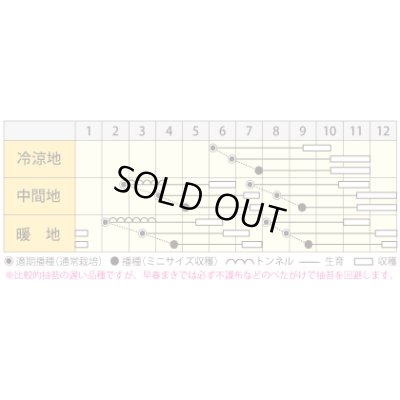画像4: 送料無料　[人参]　バイオレットハーモニー　1000粒　丸種(株)