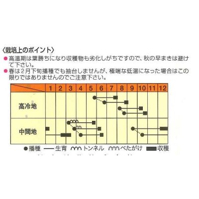画像2: 送料無料　[大根]　彩色健美　3ml　松永種苗(株)