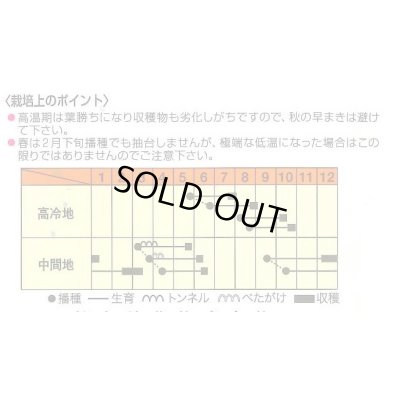 画像2: 送料無料　[大根]　彩色健美　3ml　松永種苗(株)