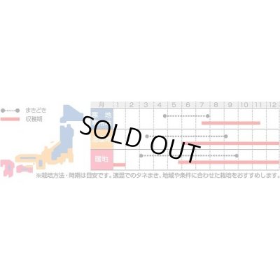 画像2: [シーダー種子]　ごぼう　　ダイエット　　1粒×5ｃｍ間隔　