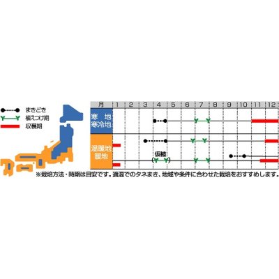 画像2: [シーダー種子]　ネギ　雷帝下仁田　1粒×10cm間隔