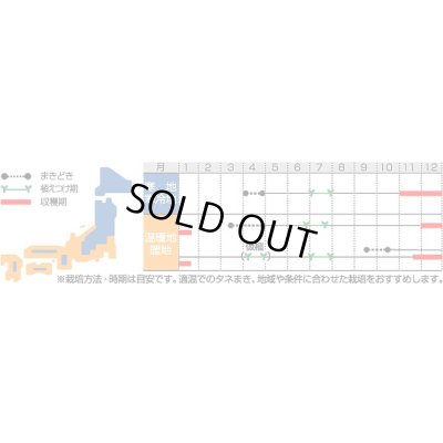 画像2: [シーダー種子]　ネギ　雷帝下仁田　1粒×10cm間隔