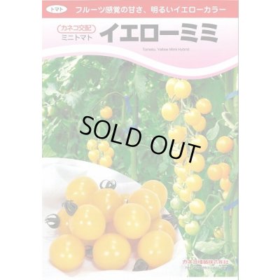 画像2: 送料無料　[トマト/ミニトマト]　イエローミミ　100粒　カネコ種苗（株）