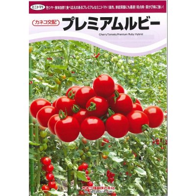 画像5: 送料無料　[トマト/ミニトマト]　プレミアムルビー　11粒　カネコ種苗（株）