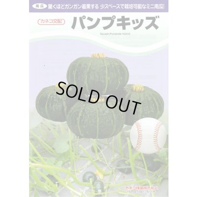 画像3: 送料無料　[かぼちゃ]　ミニカボチャ　パンプキッズ　100粒　カネコ種苗（株）