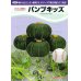 画像3: [かぼちゃ]　送料無料！　ミニカボチャ　パンプキッズ　500粒　カネコ交配 (3)