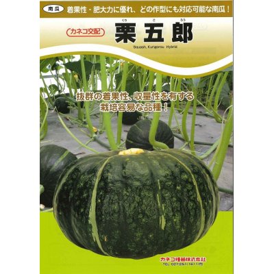 画像3: [かぼちゃ]　送料無料！　栗五郎　1000粒　カネコ交配