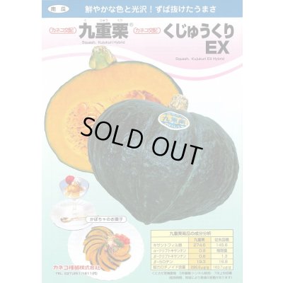 画像3: 送料無料　[かぼちゃ]　九重栗　1000粒　カネコ交配