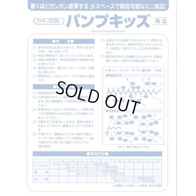 画像4: 送料無料　[かぼちゃ]　ミニカボチャ　パンプキッズ　100粒　カネコ種苗（株）