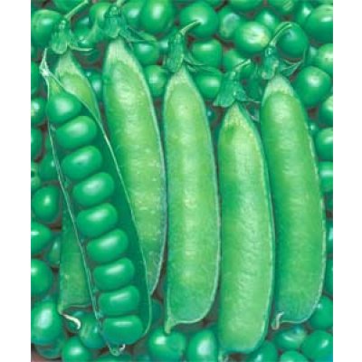 画像2: [えんどう]　実エンドウ　ウスイ　1L　タキイ種苗