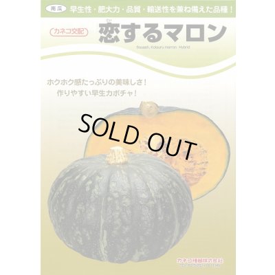 画像2: 送料無料　[かぼちゃ]　恋するマロン　100粒　カネコ種苗（株）