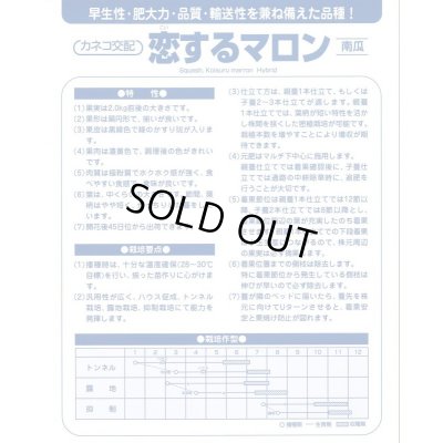 画像4: 送料無料　[かぼちゃ]　恋するマロン　100粒　カネコ種苗（株）