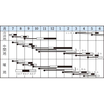 画像2: [シーダー種子]　かぶ　　耐病ひかり　　1粒×15cm間隔