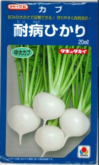 [かぶ]　耐病ひかり　20ｍｌ　タキイ種苗（株）