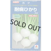 送料無料 [かぶ] 耐病ひかり 20ml タキイ種苗(株)