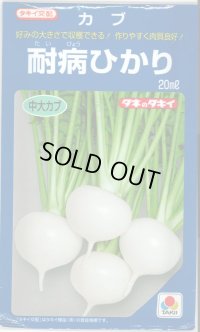 送料無料 [かぶ] 耐病ひかり 20ml タキイ種苗(株)