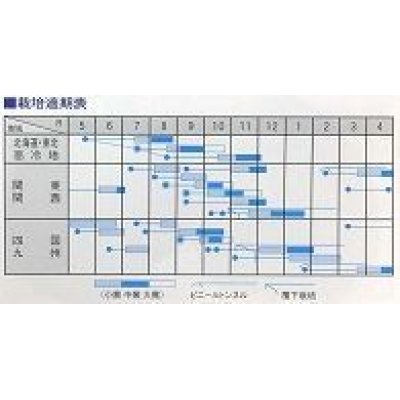 画像2: [シーダー種子]　かぶ　　つやひめ　　1粒×10cm間隔