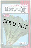 送料無料　[小松菜]　はまつづき　20ml　（株）サカタのタネ