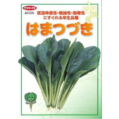 画像3: 送料無料　[小松菜]　はまつづき　2dl　（株）サカタのタネ