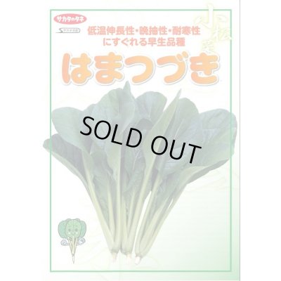 画像3: 送料無料 [小松菜] はまつづき 2dl （株）サカタのタネ