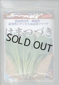 送料無料　[小松菜]　はまつづき　2dl　（株）サカタのタネ