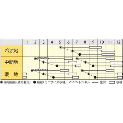 画像3: [シーダー種子]　にんじんオレンジハーモニー　　1粒×6cm間隔