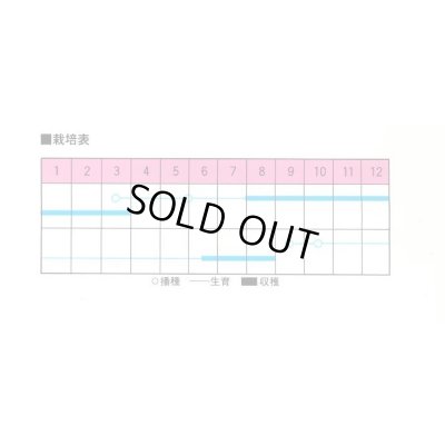 画像2: 送料無料　[牛蒡]　渡辺スーパー理想　2dl　渡辺農事（株）