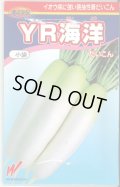 送料無料　[大根]　YR海洋　200粒　渡辺交配