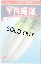 送料無料　[大根]　YR海洋　200粒　渡辺農事（株）