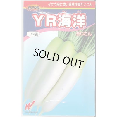 画像1: [大根]　送料無料！　YR海洋　10000粒　渡辺交配