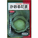送料無料　[キャベツ]　かおるだま　2000粒　（株）サカタのタネ